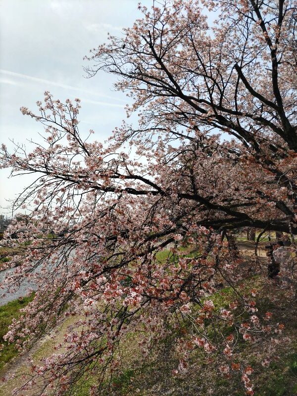 京都の桜　横浜衣や