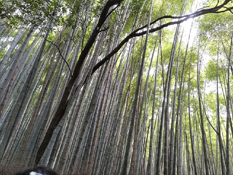 嵐山の竹林　横浜衣や